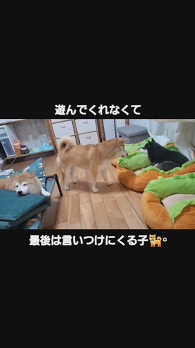 遊んで欲しいこむぎちゃん
