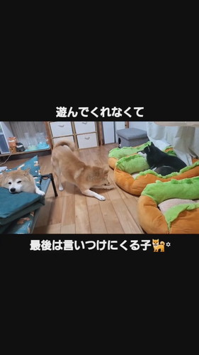 遊んで欲しいこむぎちゃん