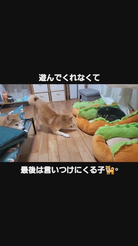 遊んで欲しいこむぎちゃん