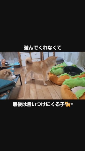 遊んで欲しいこむぎちゃん