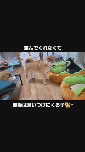 遊んで欲しいこむぎちゃん
