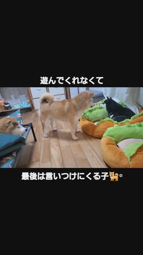 遊んで欲しいこむぎちゃん