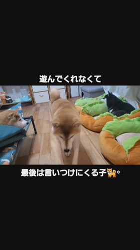 遊んで欲しいこむぎちゃん