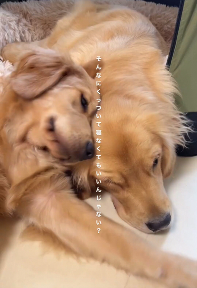 先住犬が大好きなゴールデンレトリバーの女の子