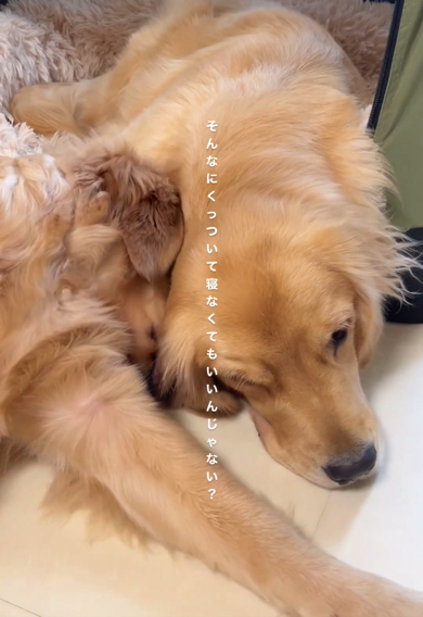 先輩ワンコと一緒に眠ろうとするゴールデンレトリバー