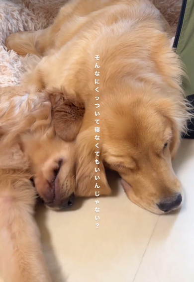 眠るベストポジションを探るゴールデンレトリバー