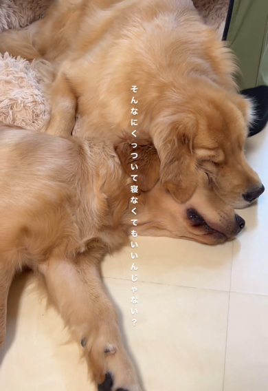 先輩ワンコと幸せそうに眠るゴールデンレトリバー
