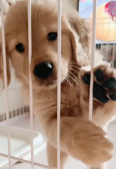 お家に来て3日目のゴールデンレトリバー