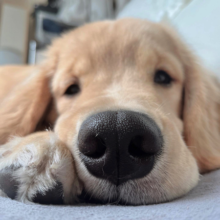月齢6ヵ月のゴールデンレトリバー