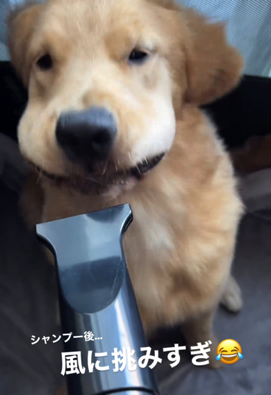 ドライヤーの風に挑むゴールデンレトリバー