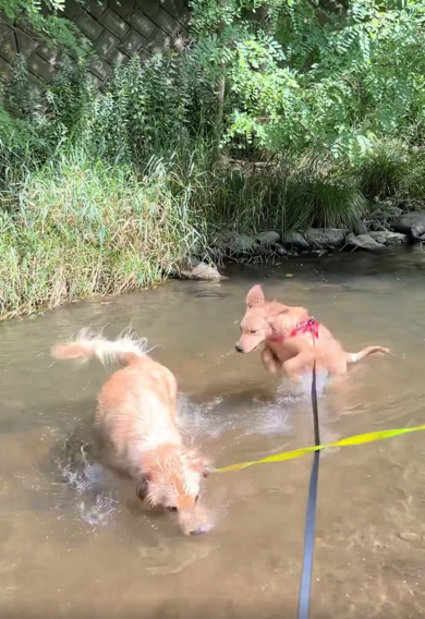 2匹で楽しそうに川遊びをするゴールデンレトリバー