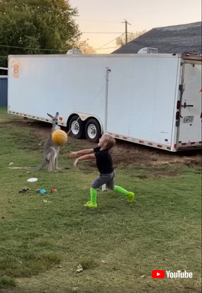 テザーボールに興味津々なカンガルー