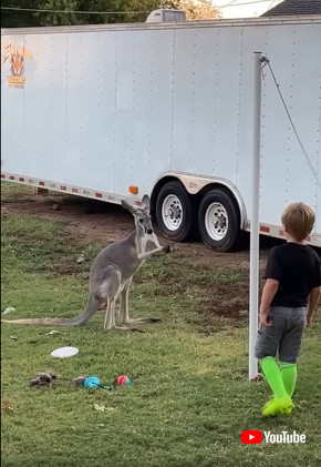 前足をこねこねして構えるカンガルー