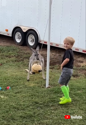 テザーボールのボールをキャッチしたカンガルー