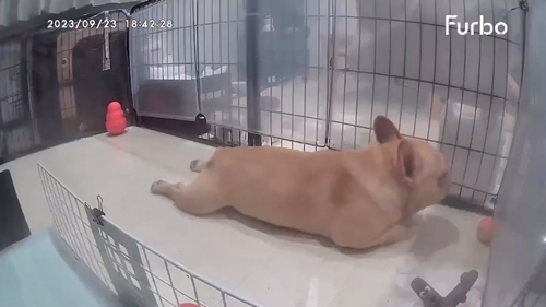 自分のオナラにびっくりするワンコ