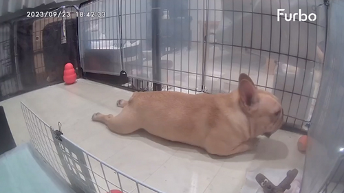 自分のオナラにびっくりするワンコ