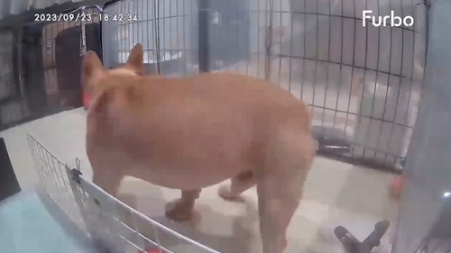 自分のオナラにびっくりするワンコ