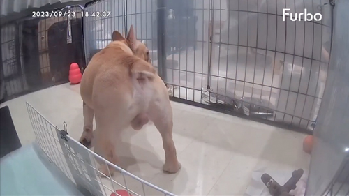 自分のオナラにびっくりするワンコ