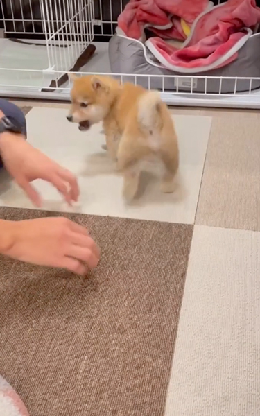 お手がわからない子柴犬