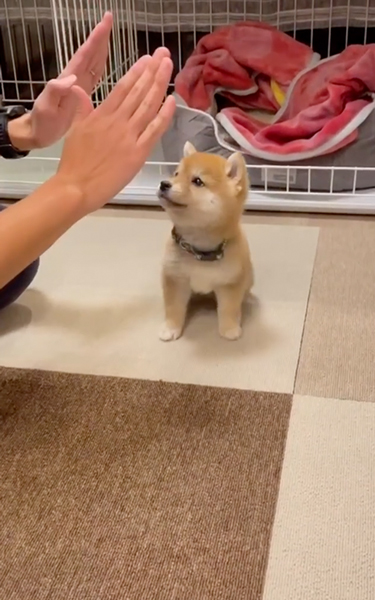 お手がわからない子柴犬