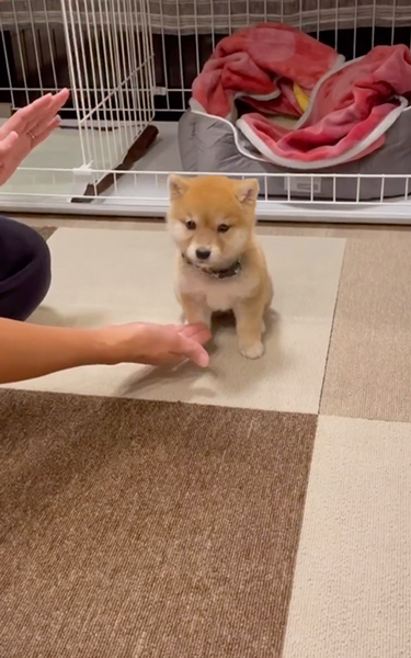 お手がわからない子柴犬