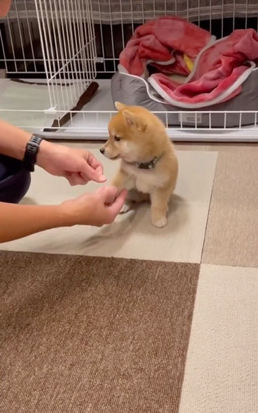 お手がわからない子柴犬