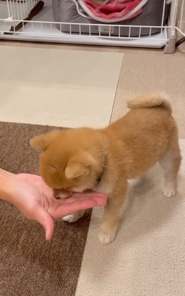 お手がわからない子柴犬