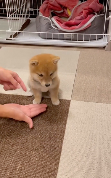 お手がわからない子柴犬