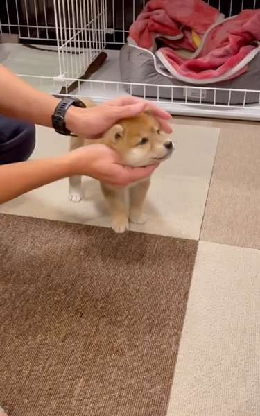 お手がわからない子柴犬