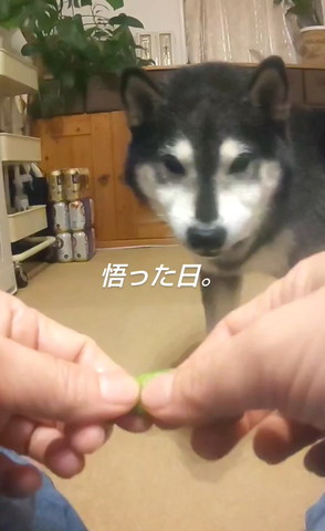 少し遠くから枝豆見るワンコ