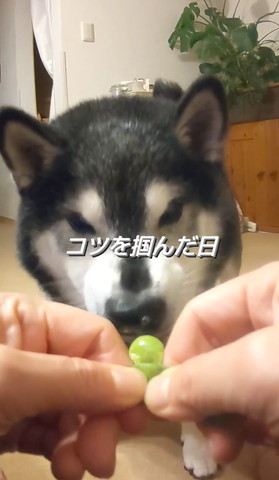 皮から出た枝豆を見てるワンコ