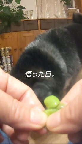 飛び出た枝豆