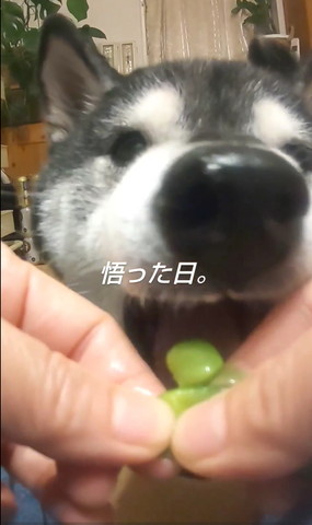枝豆食べようとするワンコ悟った日
