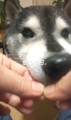 枝豆くわえるワンコ悟った日