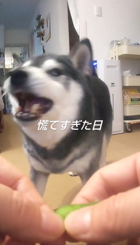 口あけて上見てるワンコ