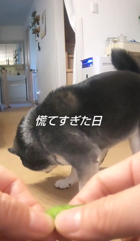 床見てるワンコ慌て過ぎた日