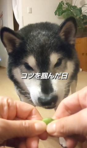 真剣に枝豆見てるワンコ