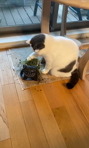 植木鉢上部掘る猫