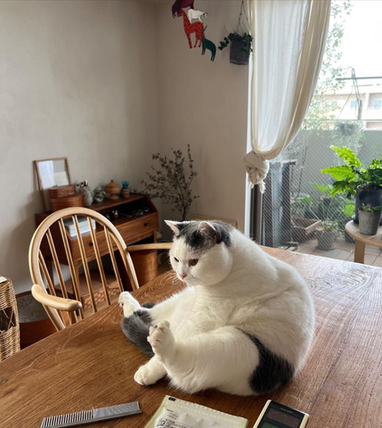 テーブルに座ってる猫ちゃん