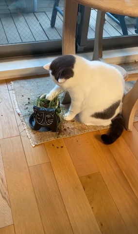 植木鉢中間掘る猫