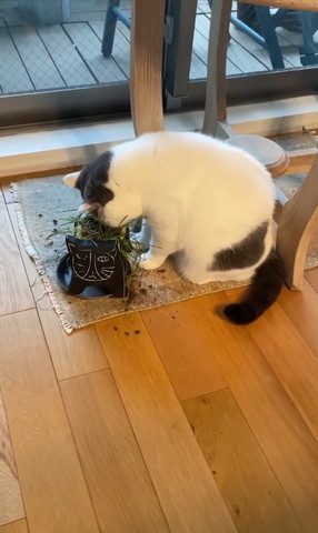 猫草のぞく猫