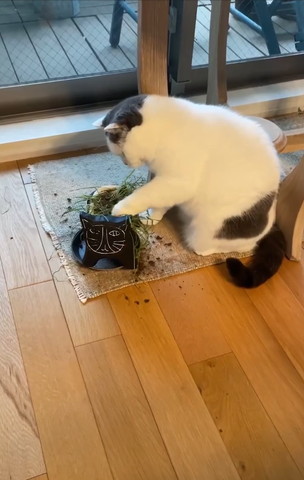 植木鉢手前掘る猫