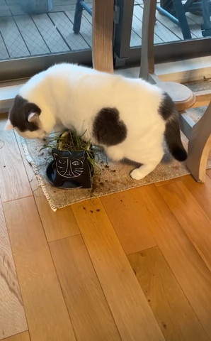 4足立ちで猫草のぞく猫