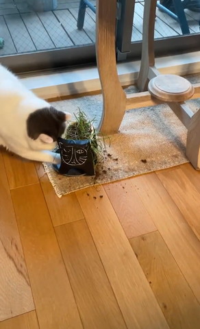 植木鉢の下に前足を突っ込む猫