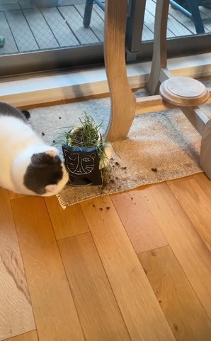 植木鉢の下に前足を突っ込む猫前足のばす