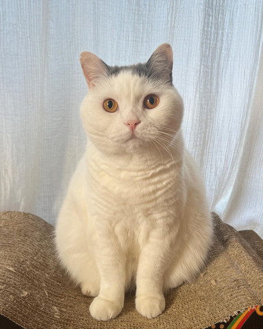 猫ちゃんお座り正面