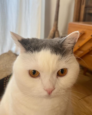 猫ちゃんの頭アップ