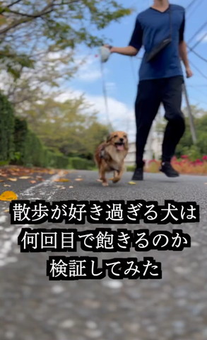 散歩が好きすぎる犬は何回目で飽きるのかテロップ