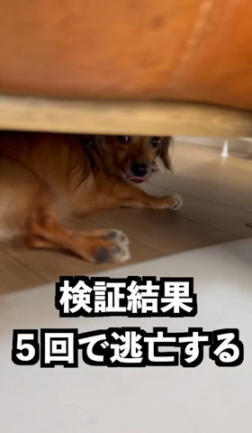 検証結果テロップ