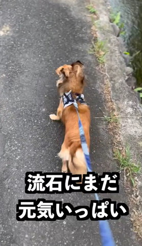 流石にまだ元気いっぱい